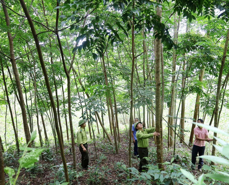 Minh Hóa: Trồng lại sau khai thác trên 1.400ha rừng tập trung