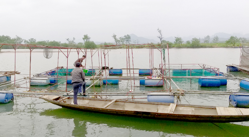 Quảng Ninh: Sản xuất nông nghiệp gắn với chuỗi giá trị