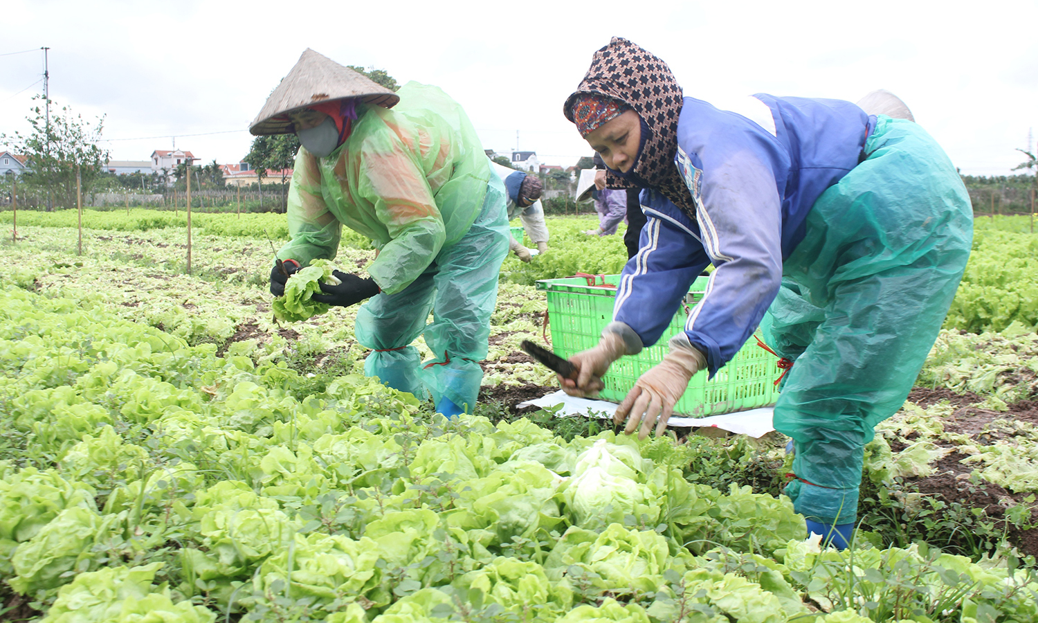Chủ động phòng, chống rét đậm, rét hại kéo dài