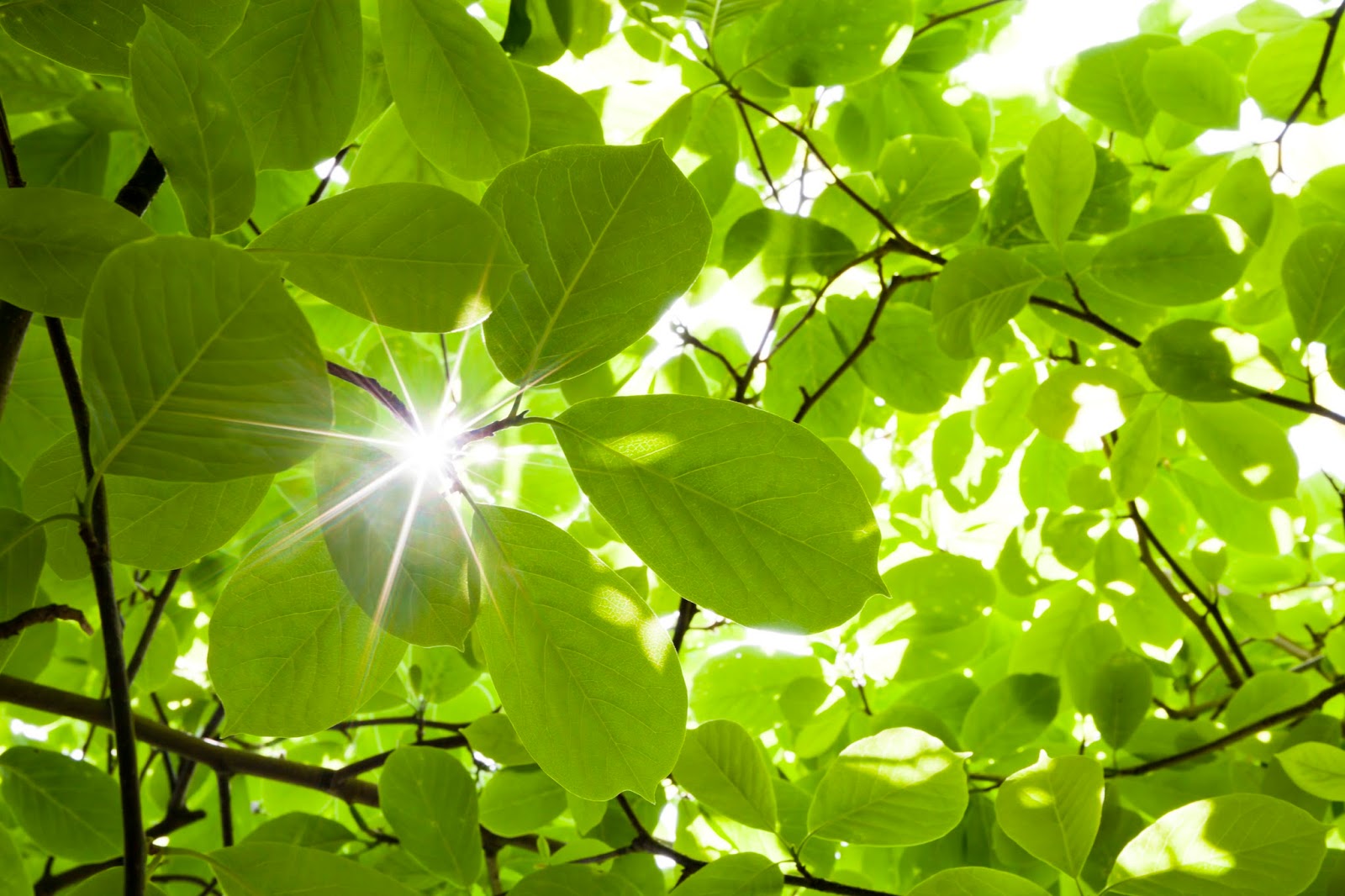 Tự khúc giêng hai