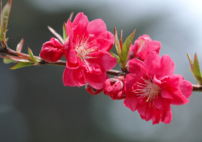 Thương nhớ giêng hai