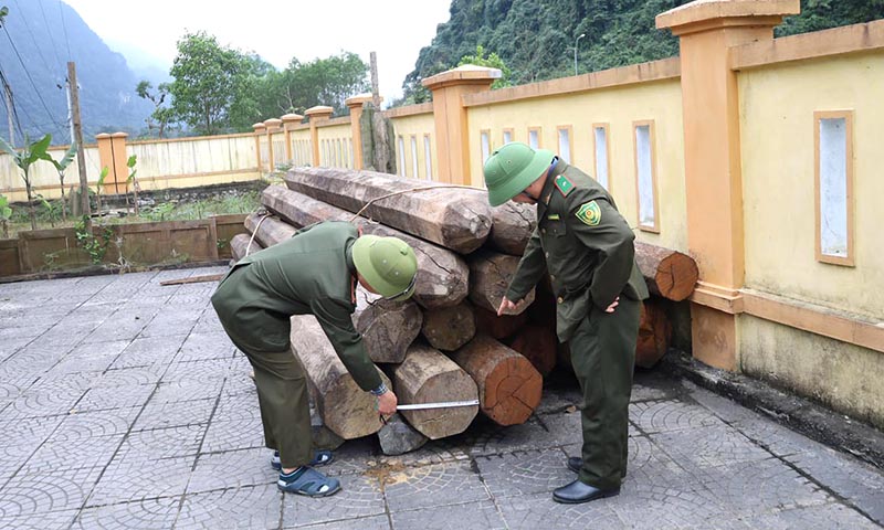 Minh Hóa: Xử lý 37 vụ vi phạm Luật Lâm nghiệp