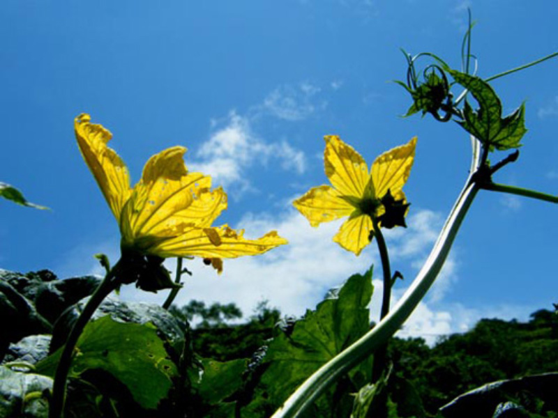 Hoa mướp duyên quê