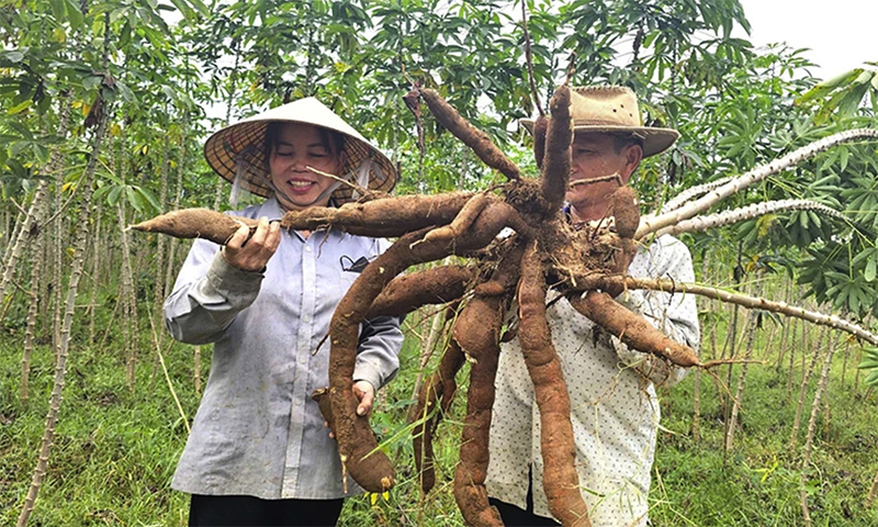 Phòng, chống bệnh khảm lá sắn