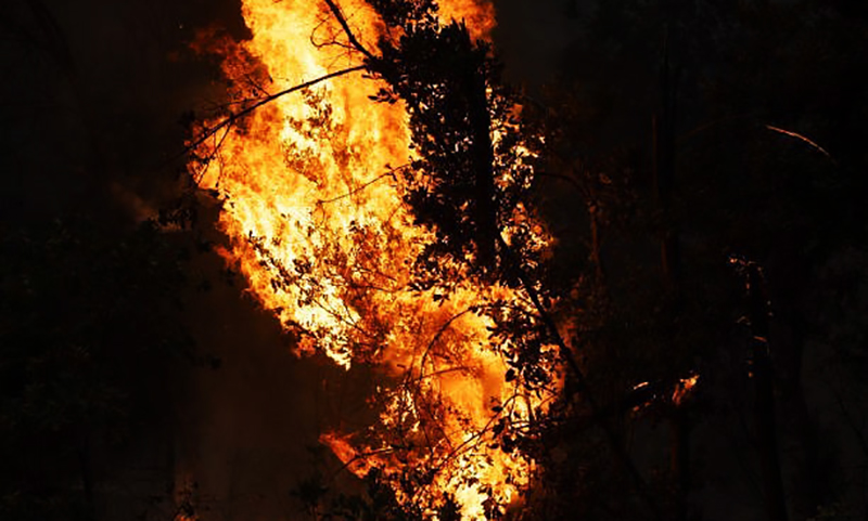 Nhật Bản: Hơn 80 ngôi nhà bị thiêu rụi, khoảng 2.000 người phải sơ tán do cháy rừng