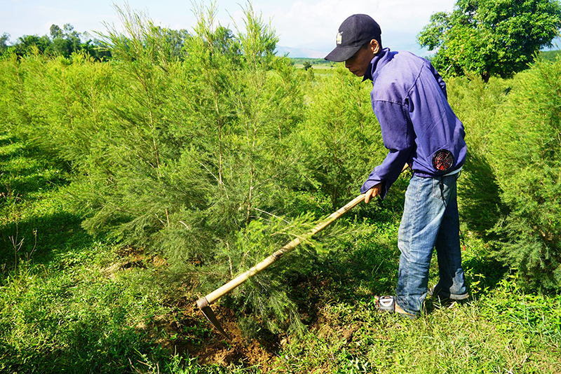Sửa đổi, bổ sung một số điều của Quy định đơn giá bồi thường thiệt hại về cây trồng, vật nuôi khi Nhà nước thu hồi đất