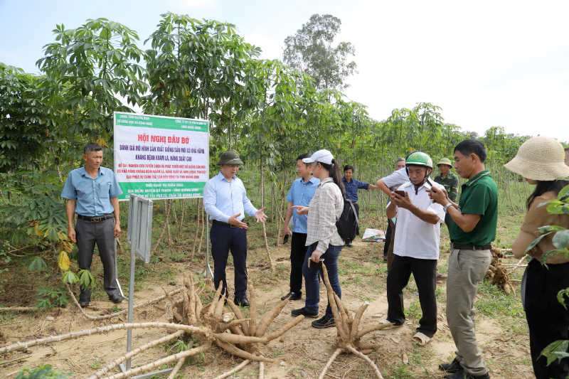 Giống sắn mới, giải pháp kháng bệnh khảm lá