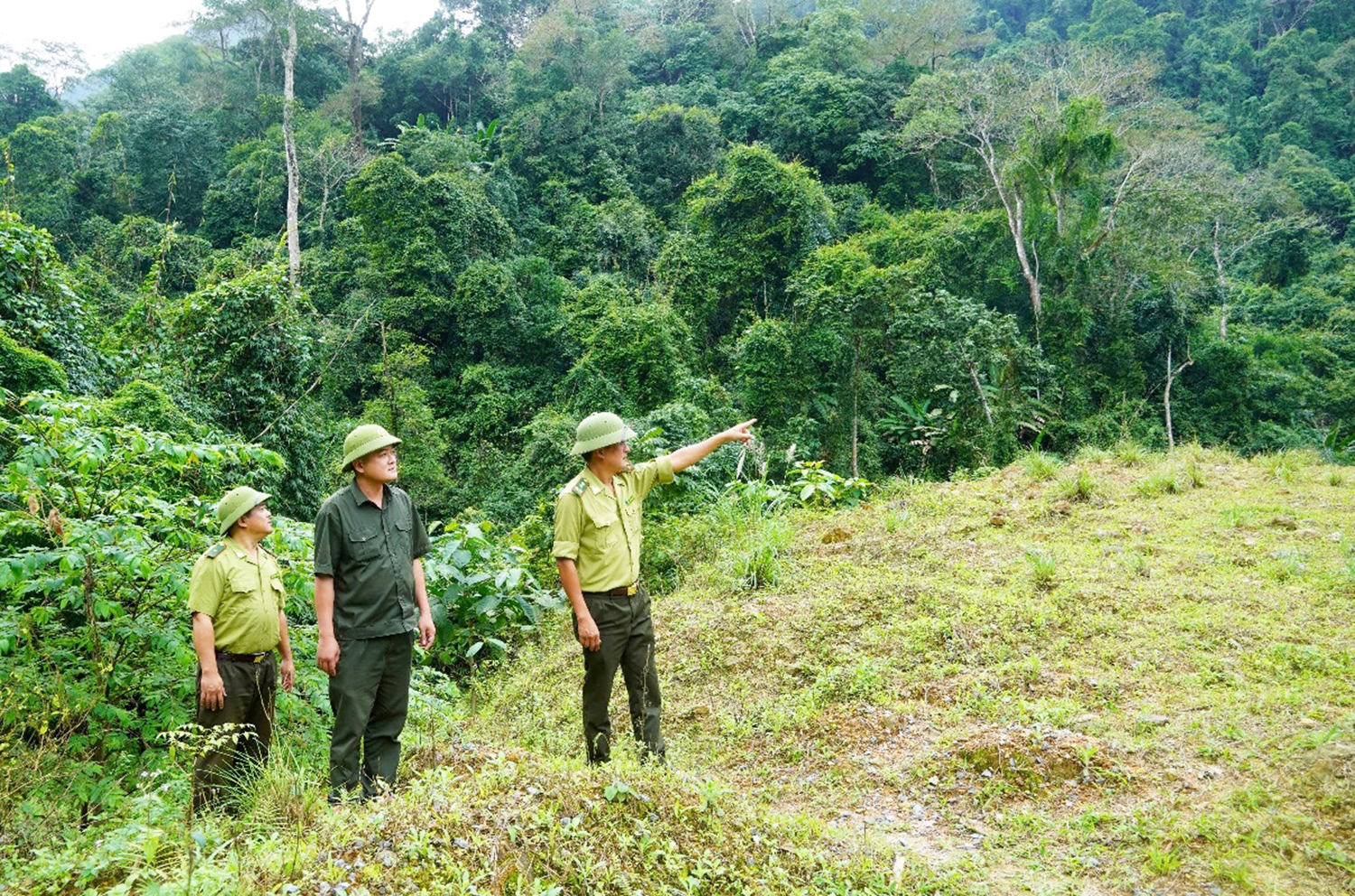 Quảng Ninh: Tăng cường xử lý vi phạm trong lĩnh vực lâm nghiệp