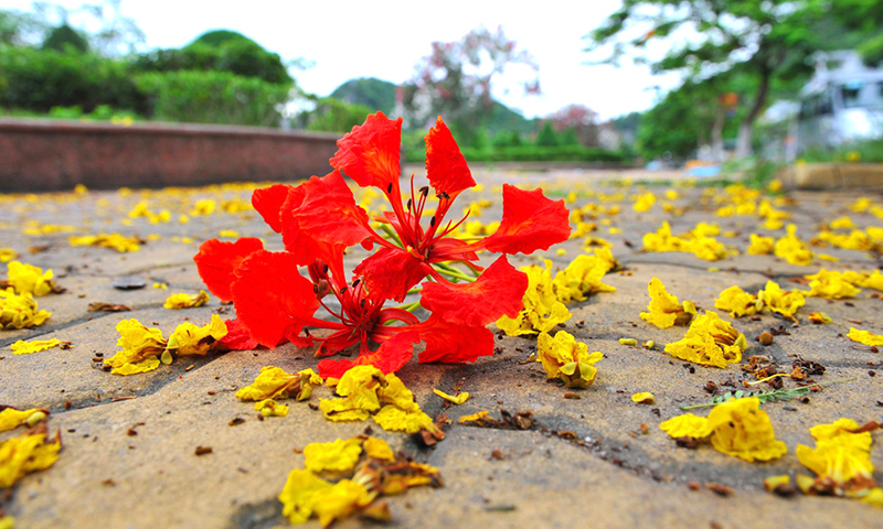 Mái trường yêu dấu