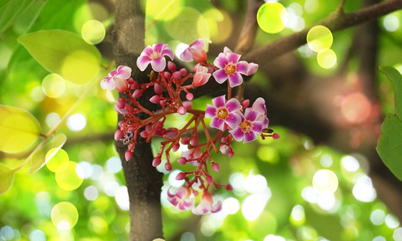 Màu nắng tháng ba