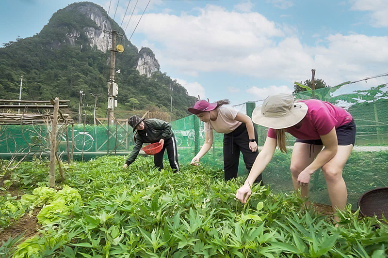Hồi hương làm du lịch