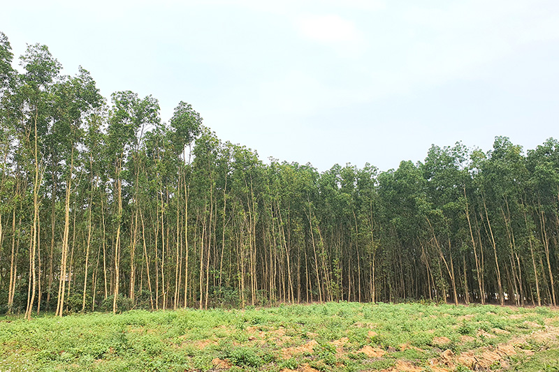 Sen Thuỷ (Lệ Thuỷ): Nhiều diện tích rừng "biến mất" do đâu!?