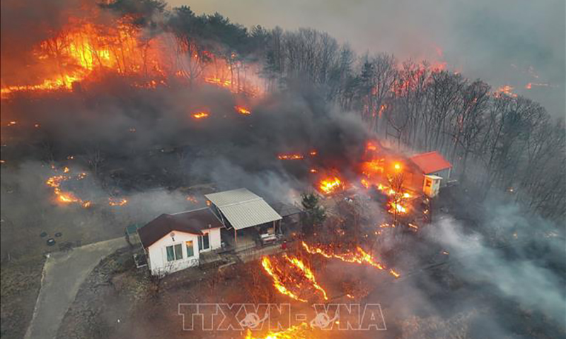 Hàn Quốc bắt giữ nghi phạm gây thảm họa cháy rừng làm ít nhất 26 người tử vong
