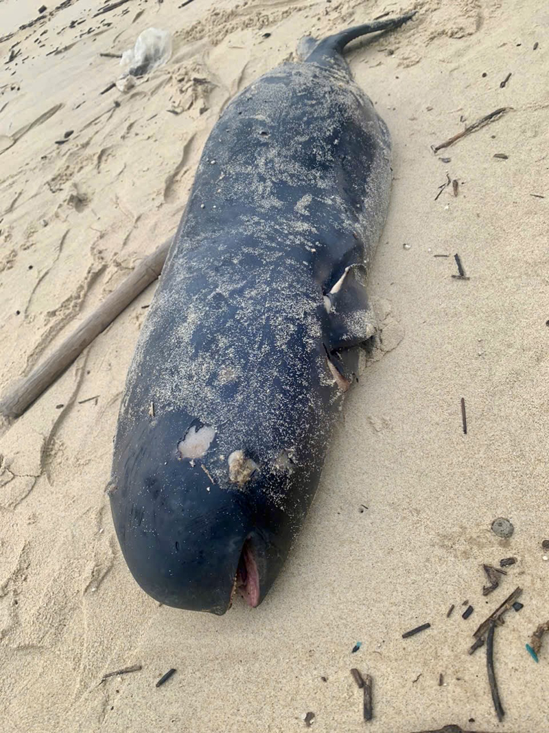Phát hiện xác cá voi trôi dạt vào bờ biển Bảo Ninh