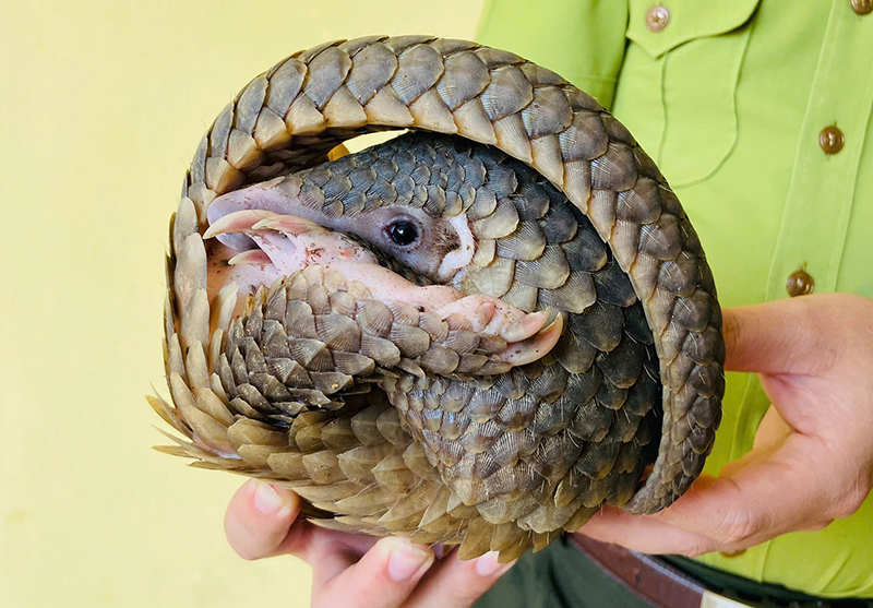 Bàn giao cá thể tê tê cho Hạt Kiểm lâm Tuyên Hóa