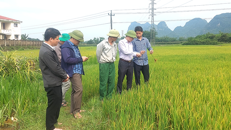 Tuyên Hoá: Tập trung phòng trừ sâu bệnh hại lúa