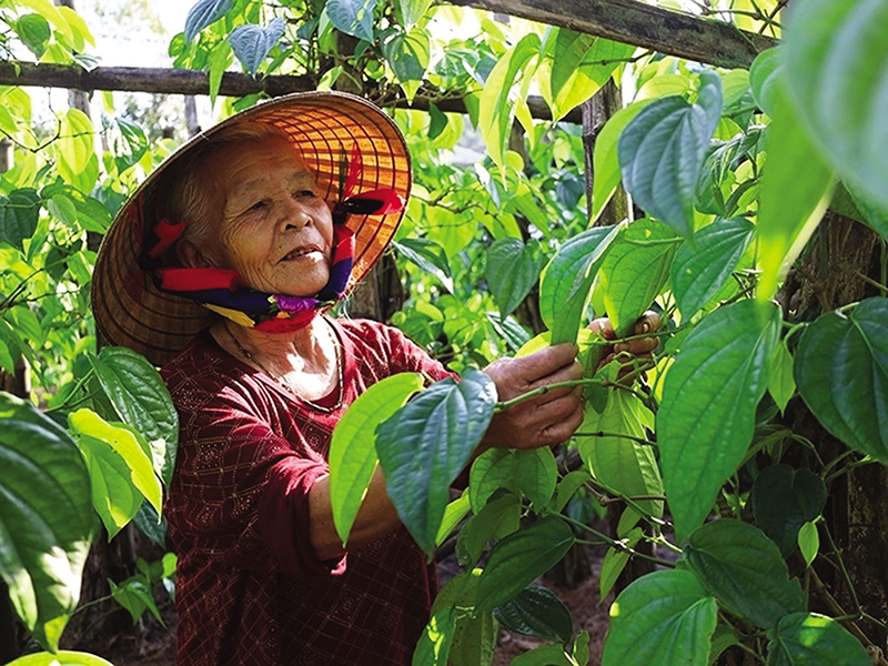 Giàn trầu của bà