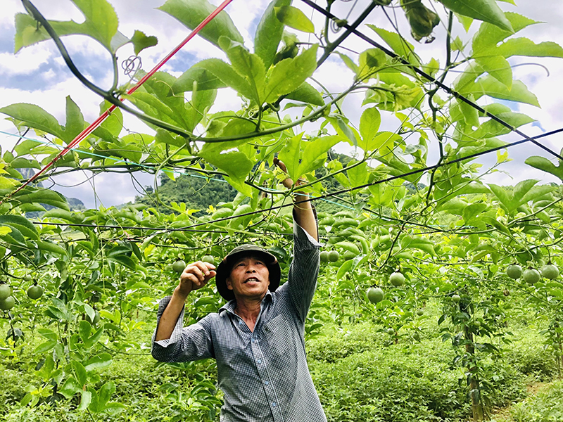 Nâng cao chất lượng xây dựng nông thôn mới