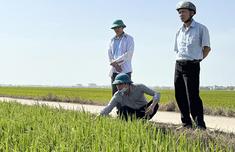 Chủ động chăm sóc lúa đông-xuân