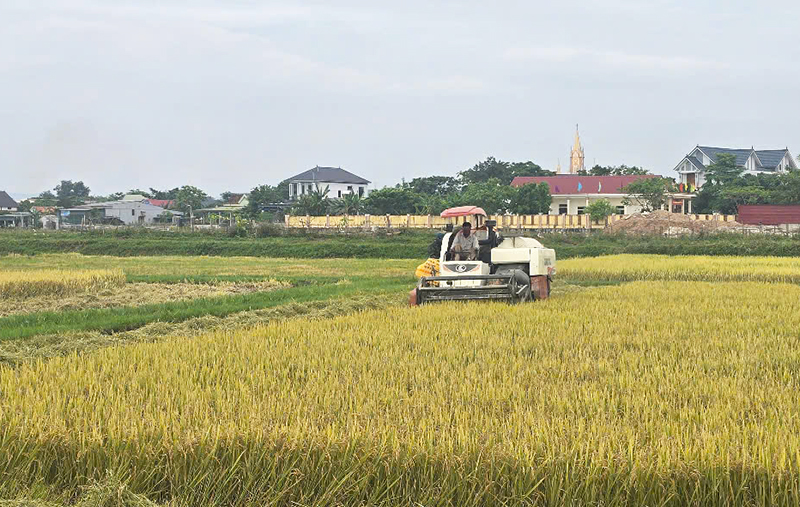 Quảng Trạch: Khẩn trương thu hoạch lúa đông-xuân