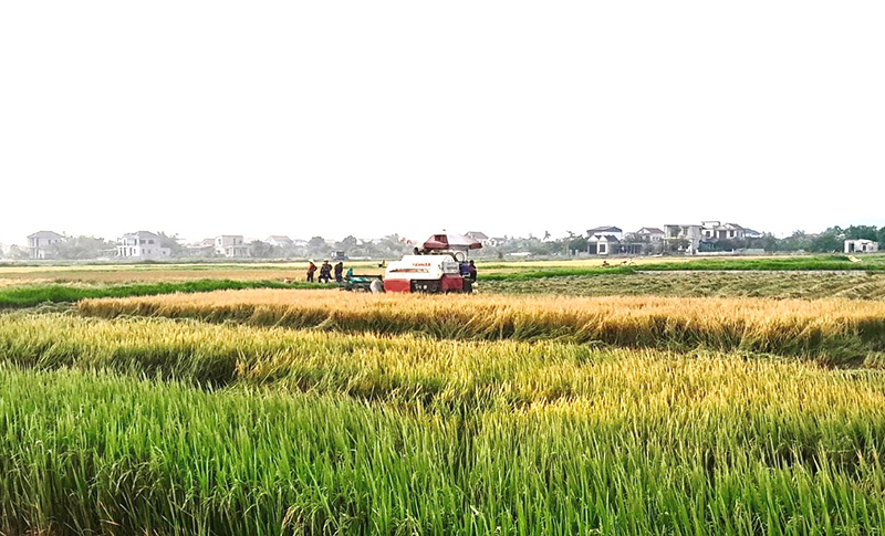 Tháng 5 về trên những mùa vàng