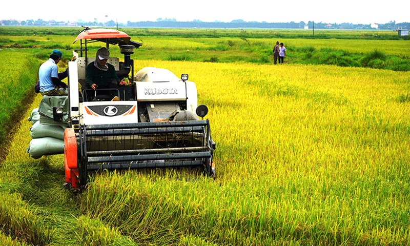 Khẩn trương thu hoạch lúa đông-xuân
