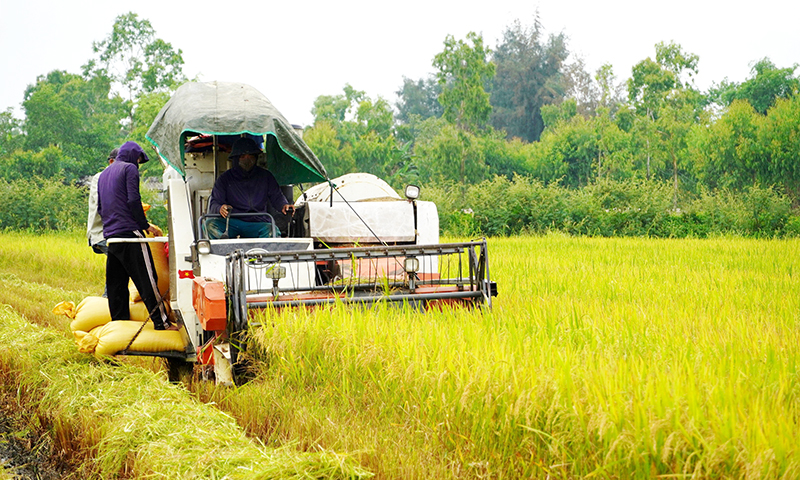 Lúa đông-xuân cơ bản được mùa