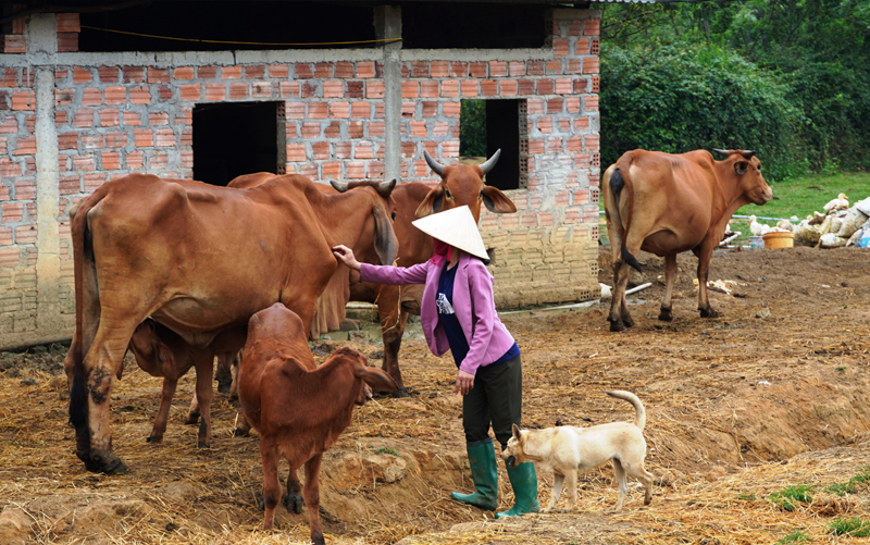 Các trường hợp, biện pháp, mức hỗ trợ di dời đối với từng loại vật nuôi khi Nhà nước thu hồi đất