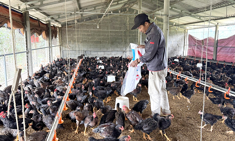 Lệ Thủy: Tăng cường tiêm phòng vắc-xin cho đàn vật nuôi