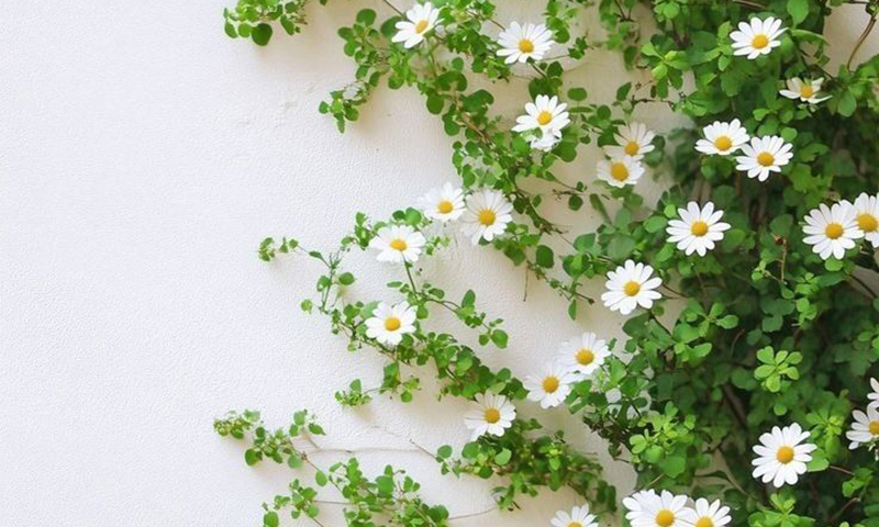 Biết nói làm sao mùa hạ ơi