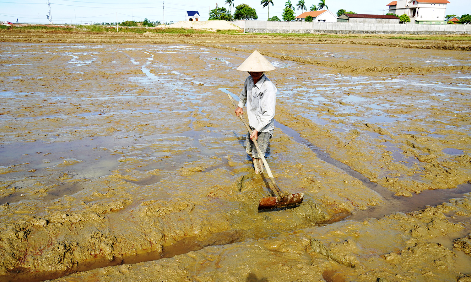 Nỗ lực khôi phục sản xuất lúa hè-thu