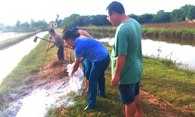 Xử lý xác lợn chết vứt đầy kênh mương